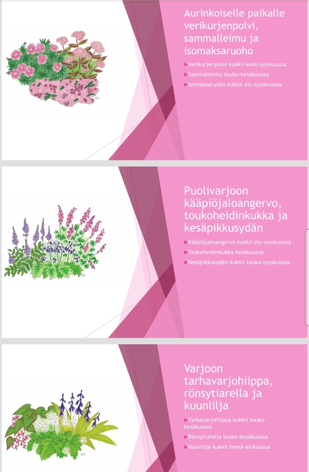 Piirroskuvia kukkaryhmistä. Teksti: Aurinkoille paikalle verikurjenpolvi (kukkii kesä-syyskuussa), sammalle...